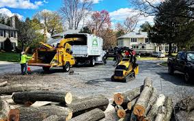 How Our Tree Care Process Works  in Audubon, NJ